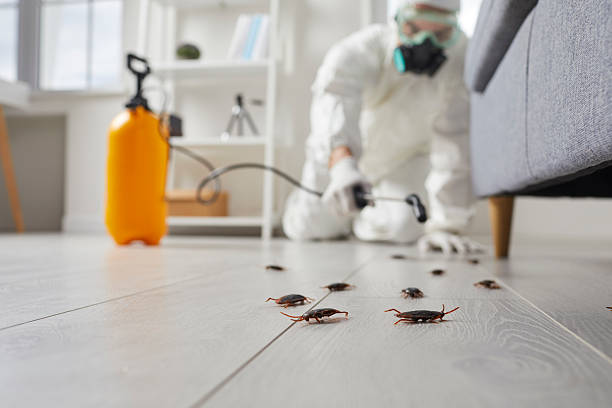 Commercial Kitchen Cockroach Control in Cedar Lake